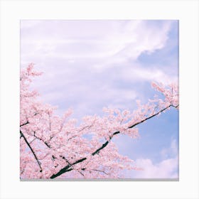 Cherry Blossoms On A Tree Canvas Print