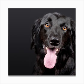 Black Dog With Tongue Out Canvas Print
