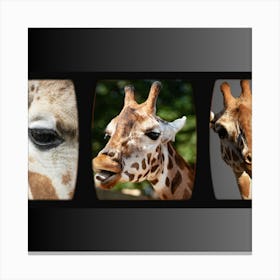 Giraffes Canvas Print