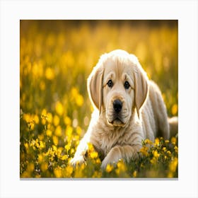 Golden Retriever Puppy 3 Canvas Print