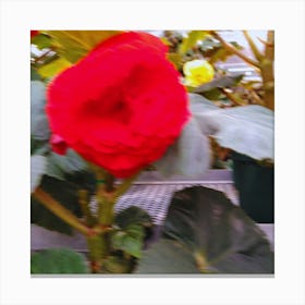 Red Flower In A Greenhouse Canvas Print