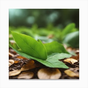 Green Leaf On The Ground Canvas Print