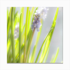 Hyacinth Canvas Print