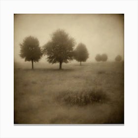 Three Trees In The Fog Canvas Print