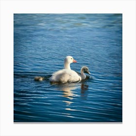 Swans In The Water 2 Canvas Print