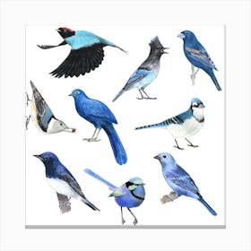 Blue Birds Square Canvas Print