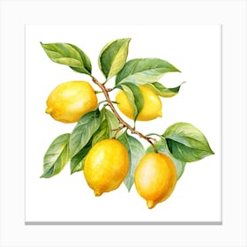 Lemons On A Branch 2 Canvas Print