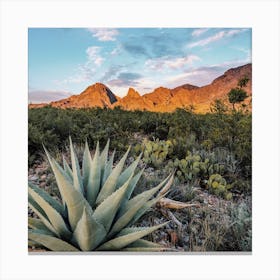 Desert Agave Plant Canvas Print