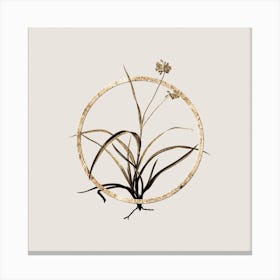 Gold Ring Spiderwort Glitter Botanical Illustration n.0288 Canvas Print