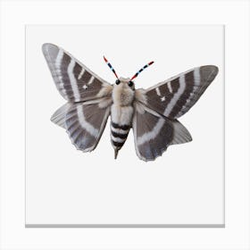 Butterfly Tiger Moth Canvas Print