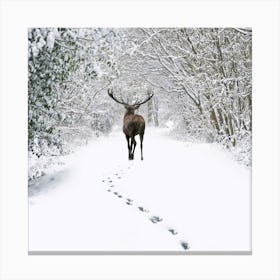 Deer In The Snow 3 Canvas Print