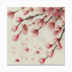 Cherry Blossoms 3 Canvas Print