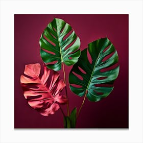 Monstera Leaves On Red Background Canvas Print