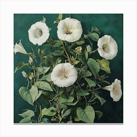 White Morning Glories Canvas Print