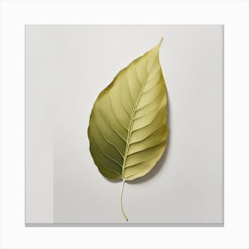 Leaf Stock Canvas Print