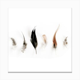 Feathers Canvas Print