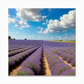 Lavender Fields In France Canvas Print