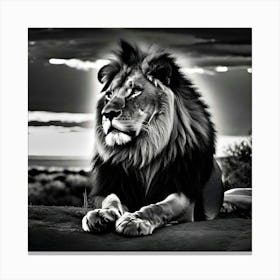 Lion12 Canvas Print