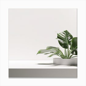 White & Monstera Product background Canvas Print