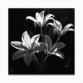 Three Lilies Canvas Print