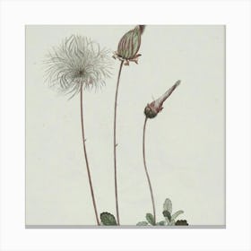 Dandelion Canvas Print