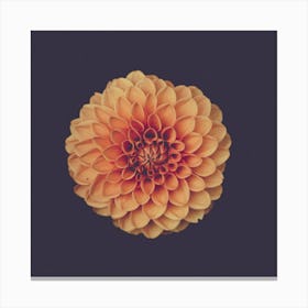 Dahlia 1 Canvas Print