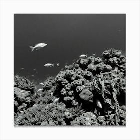 Black And White Image Of A Coral Reef Canvas Print