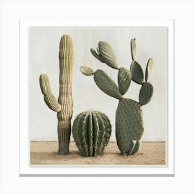 Cactus Trio 1 Canvas Print