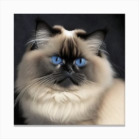 Himalayan Cat with Blue Eyes Canvas Print