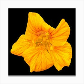 Nasturtium Canvas Print