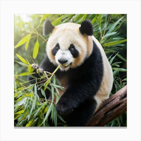 Panda Bear Eating Bamboo 2 Canvas Print