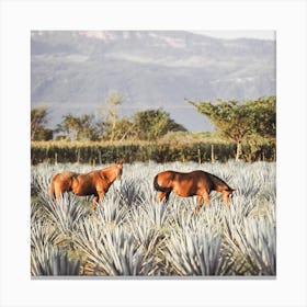 Horses In Agave Field Square Canvas Print