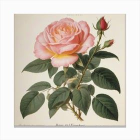 Rose Of France flower plants painting art print Canvas Print