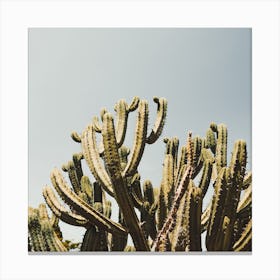 Tall Cactus Plant Square Canvas Print