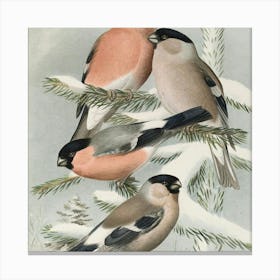 Four Finches Canvas Print