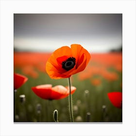 Poppy Field 1 Canvas Print