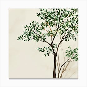 Jasmine tree 1 Canvas Print