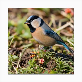 Tit on branch 34 Canvas Print