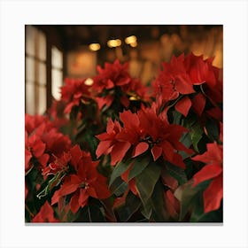 Poinsettias Canvas Print