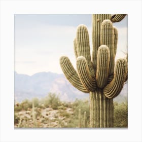 Cactus Desert View Square Canvas Print