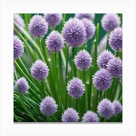 Chives 11 Canvas Print