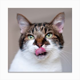 Cat With Tongue Sticking Out Canvas Print