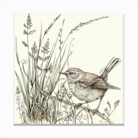 Wren Bird Drawing 3 Canvas Print