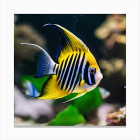 Angelfish 9 Canvas Print