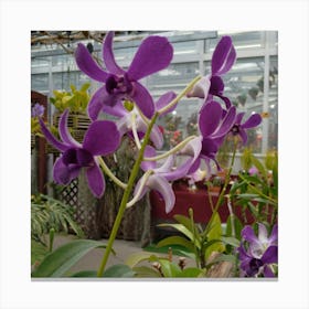 Purple Orchids In A Greenhouse Canvas Print