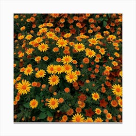 Zinnias Canvas Print