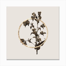 Gold Ring Commelina Tuberosa Glitter Botanical Illustration n.0310 Canvas Print