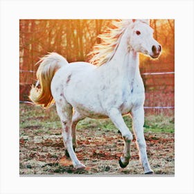 White horse 1 Canvas Print