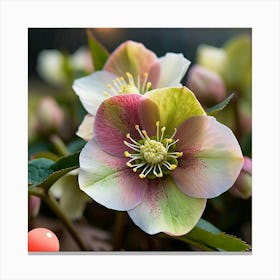 Pink Hellebores Canvas Print