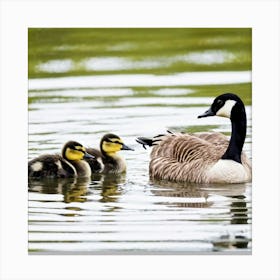 Canadian Geese 8 Canvas Print